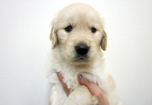ゴールデンレトリバー | ペットショップ マルワン 小さめ子犬 美形な