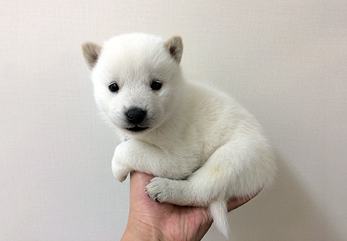 値下☆北海道犬☆親子☆藤の丘 美夜之窯 干支