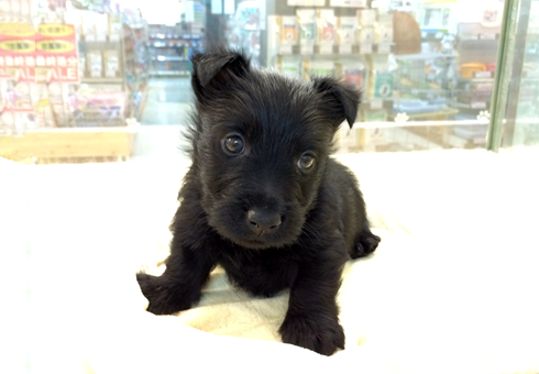 puppy_412364_b.png