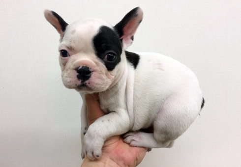 puppy_6130187_b.png