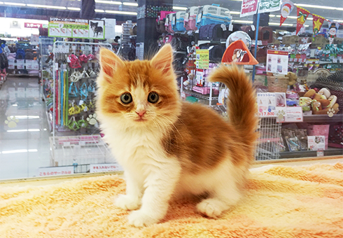 サマーシリーズ、被るだけマリンカラー(赤)わんちゃん猫ちゃん用 puppy_6130388_b.png