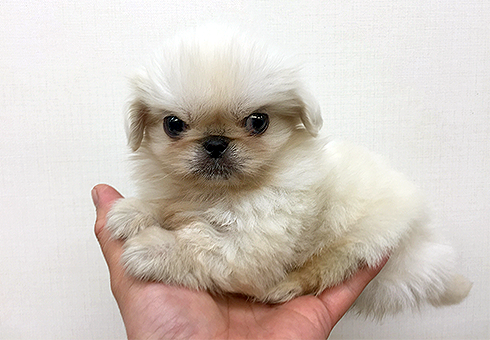 牛頭丸　ペキニーズ ペキニーズ | ペットショップ マルワン 小さめ子犬 美形な子猫