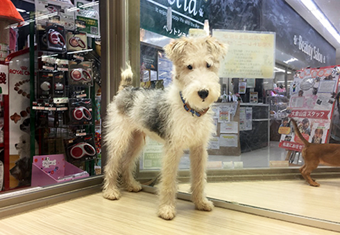 ワイヤーフォックステリア | ペットショップ マルワン 小さめ子犬 美形