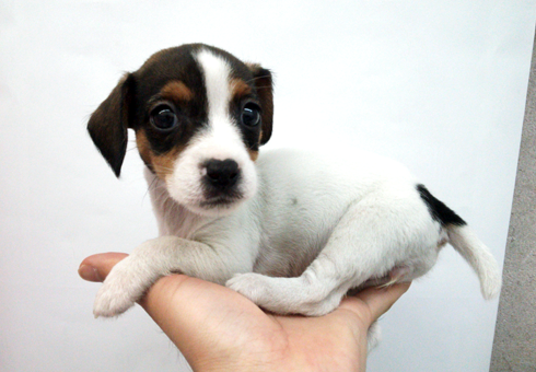 ジャックラッセルテリア | ペットショップ マルワン 小さめ子犬 美形な