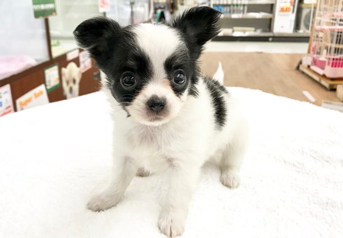 チワワ | ペットショップ マルワン 小さめ子犬 美形な子猫 初心者安心