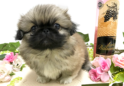 牛頭丸　ペキニーズ puppy_814483_b.png