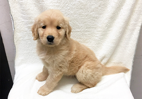 puppy_116218_b.png