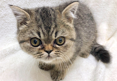 エキゾチックショートヘア | ペットショップ マルワン 小さめ子犬 美形