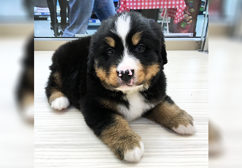 puppy_914195_b.png