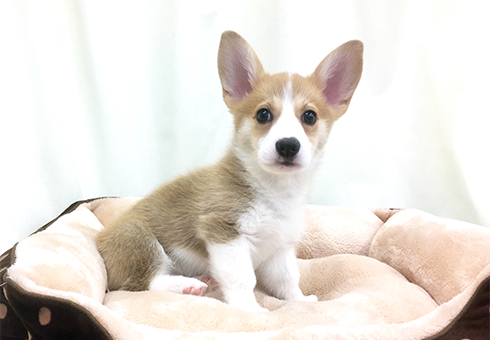 ウェルシュペンブローク様 リクエスト 2点 まとめ商品 く様 リクエスト 2点 まとめ商品 - メルカリ