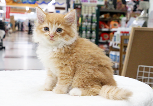 milmil、幅広シュシュ(水色①)わんちゃん猫ちゃん用 幅広シュシュ、(ブルー)わんちゃん猫ちゃん用 （幅広シュシュ