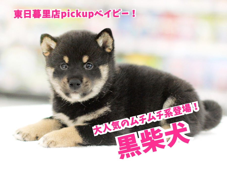 黒柴犬 】大人気のむっちむち柴ちゃん登場！：東日暮里店No