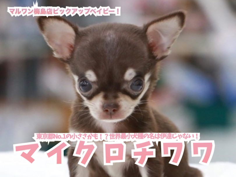 マイクロチワワ 東京都no 1の小ささかも 世界最小犬種の名は伊達じゃない マルワンblog ペットショップ マルワン 小さめ子犬 美形な子猫 初心者安心のサポート