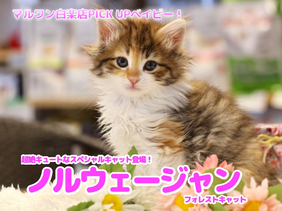 ノルウェージャンフォレストキャット 】超絶キュートなスペシャル 