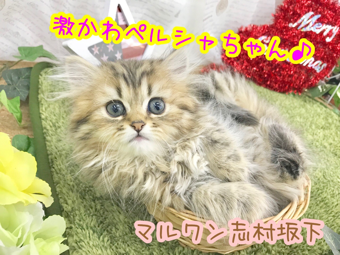 ペルシャ 】 チンチラゴール度が美しい極上キャット登場