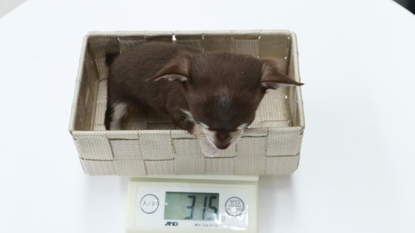 成犬になっても2kg前後 | チワワ （119137） - ペットショップ マルワン梅島 東京都足立区