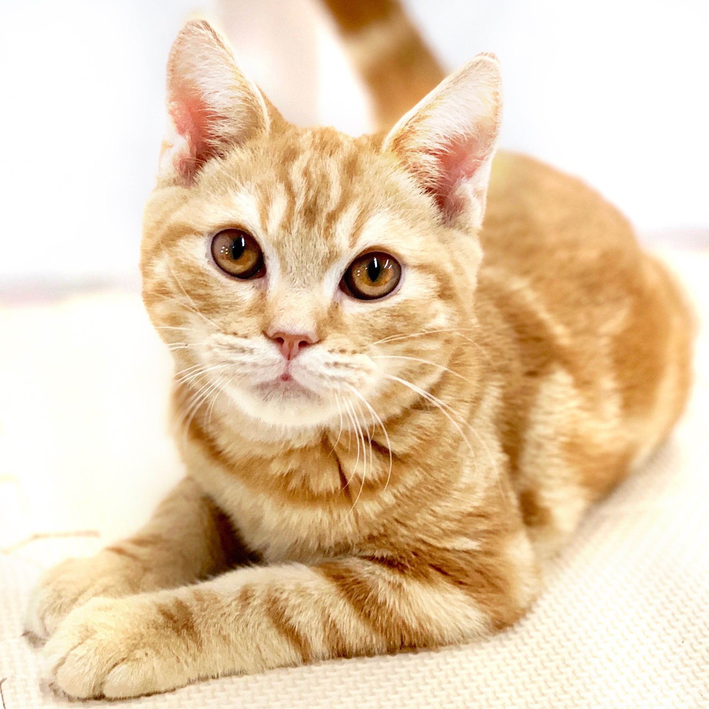 アメリカンショートヘア | ペットショップ マルワン 小さめ子犬 美形な