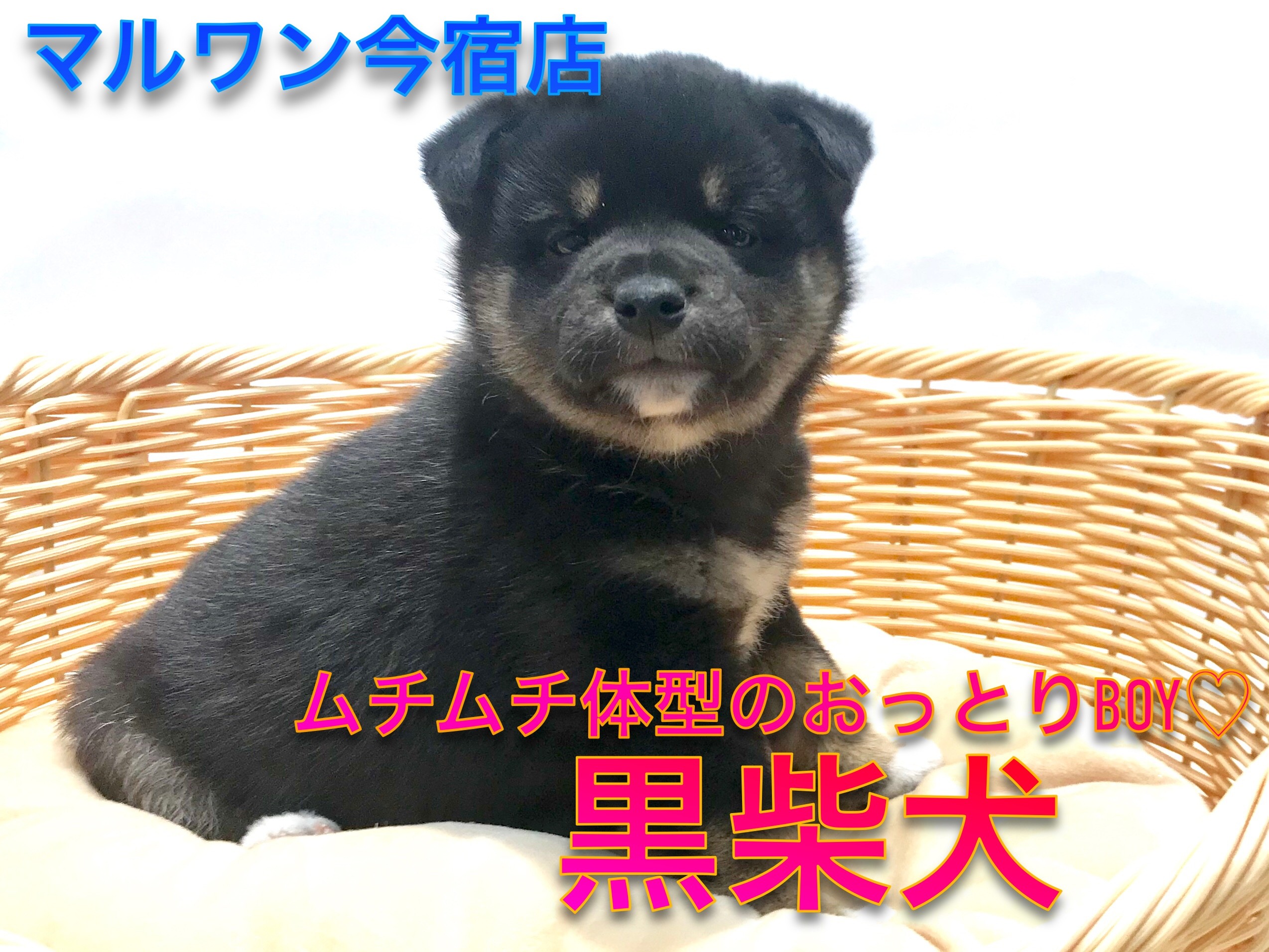 黒柴 ムチムチボディーが魅力の麻呂眉ベイビー マルワンblog ペットショップ マルワン 小さめ子犬 美形な子猫 初心者安心のサポート