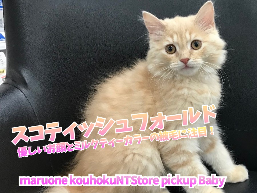 スコティッシュフォールド 】優しいお顔とミルクティーカラーの被毛に スコティッシュフォールド 】優しいお顔とミルクティーカラーの被毛に