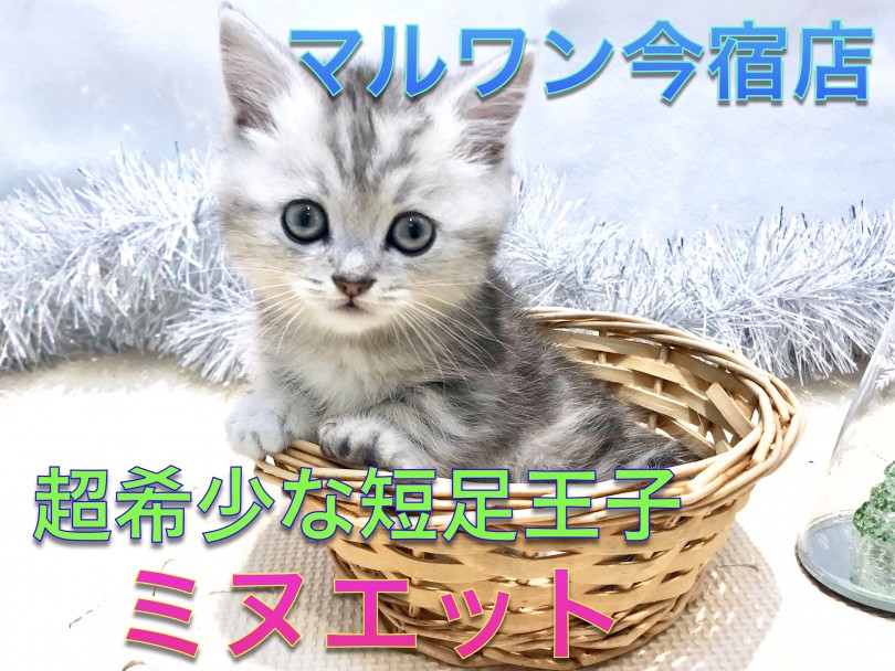 【ミヌエット】超希少！神奈川NO1短足のハイブリット猫種の爆速レビュー！
