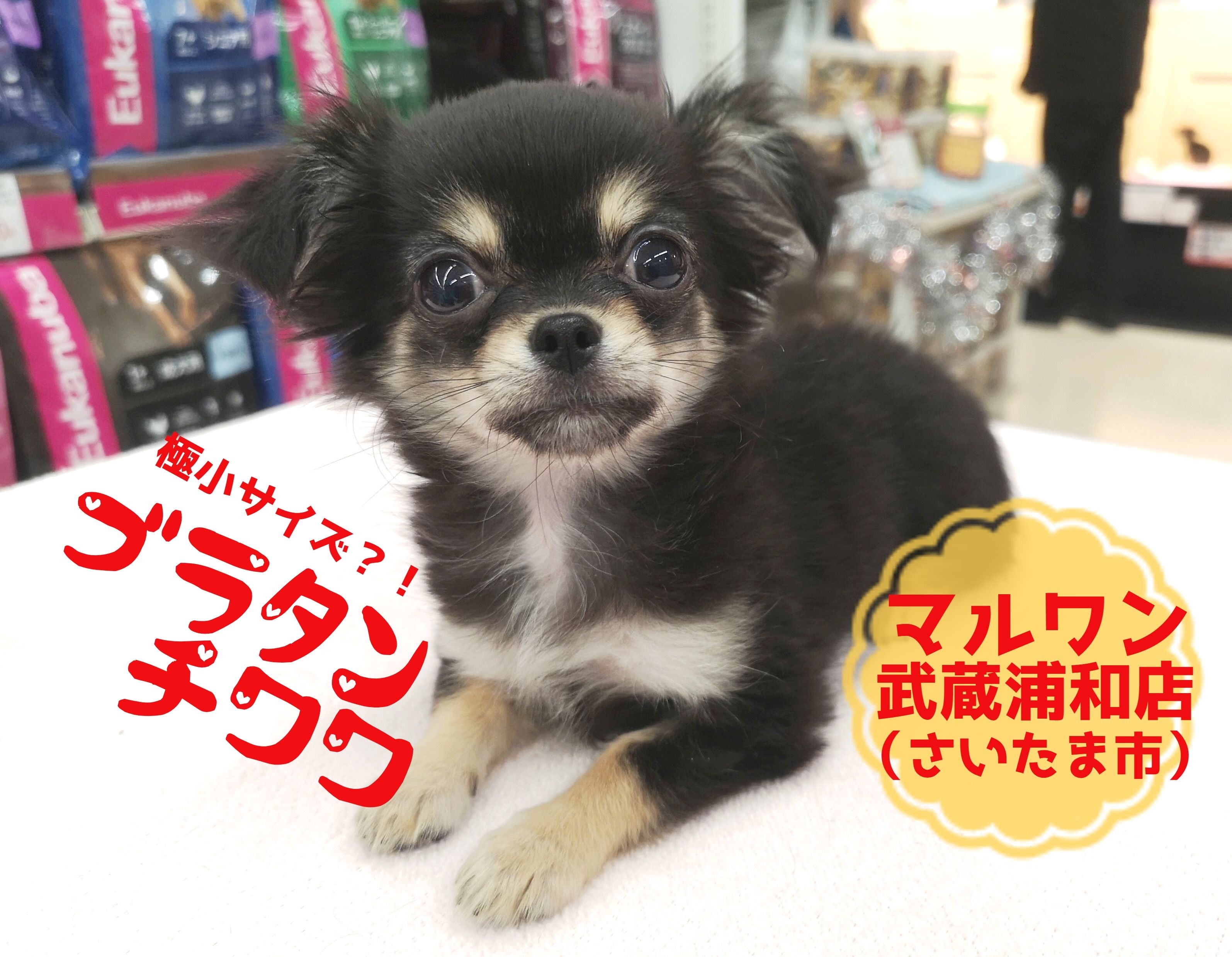 ブラタンチワワ 生後90日で733g マイクロサイズも夢じゃない マルワンblog ペットショップ マルワン 小さめ子犬 美形な子猫 初心者安心のサポート