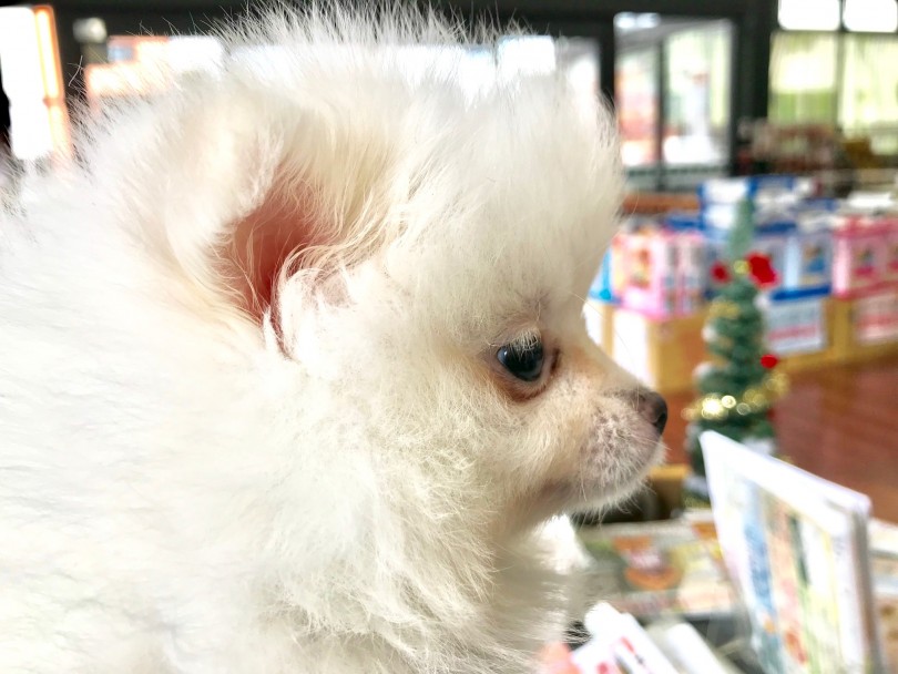 ポメラニアン 珍カラー 真っ白い天使が鎌ヶ谷店に降臨 マルワンblog ペットショップ マルワン 小さめ子犬 美形な子猫 初心者安心のサポート