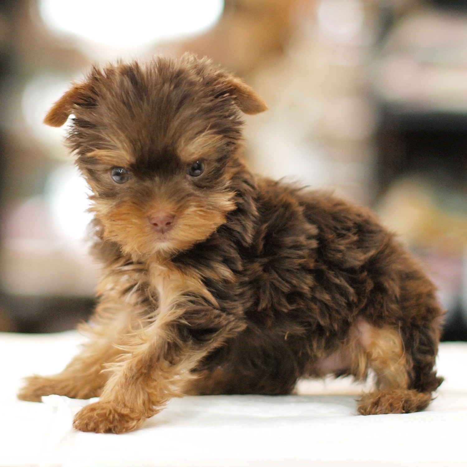 ヨークシャーテリア | ペットショップ マルワン 小さめ子犬 美形な子猫