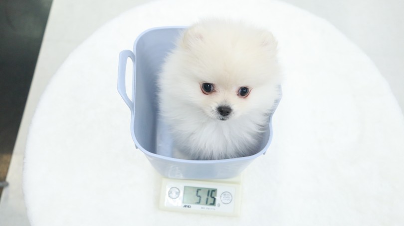 成犬時の体重予想は2kg前半 | ポメラニアン （119142） - 梅島店