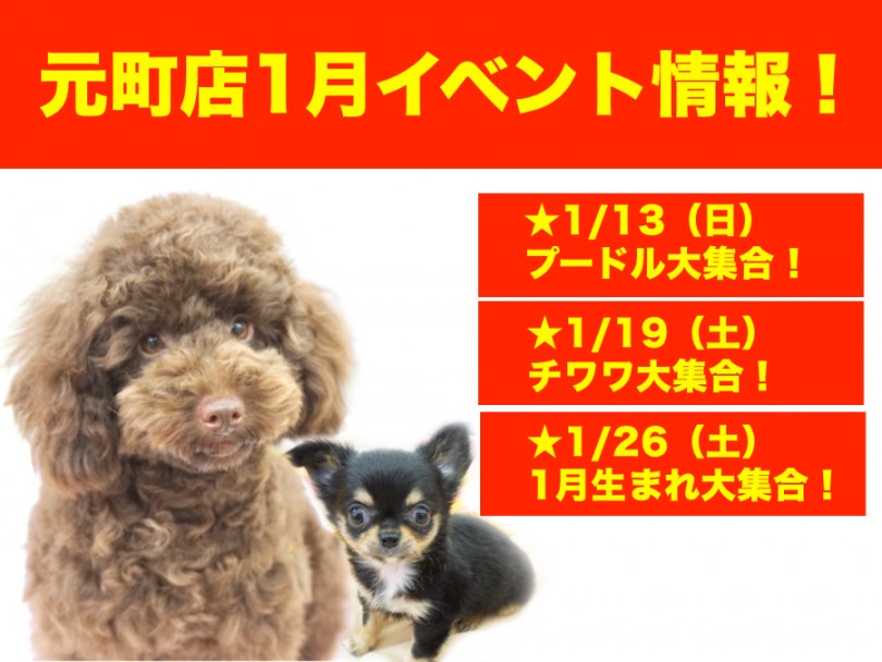 【 イベント情報 】元町店の1月はイベント満載！