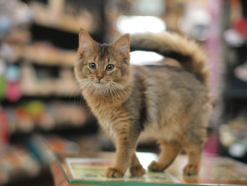 ソマリは猫の中で最も見どころが多い猫だという印象 | ソマリ （140004） - 元町店