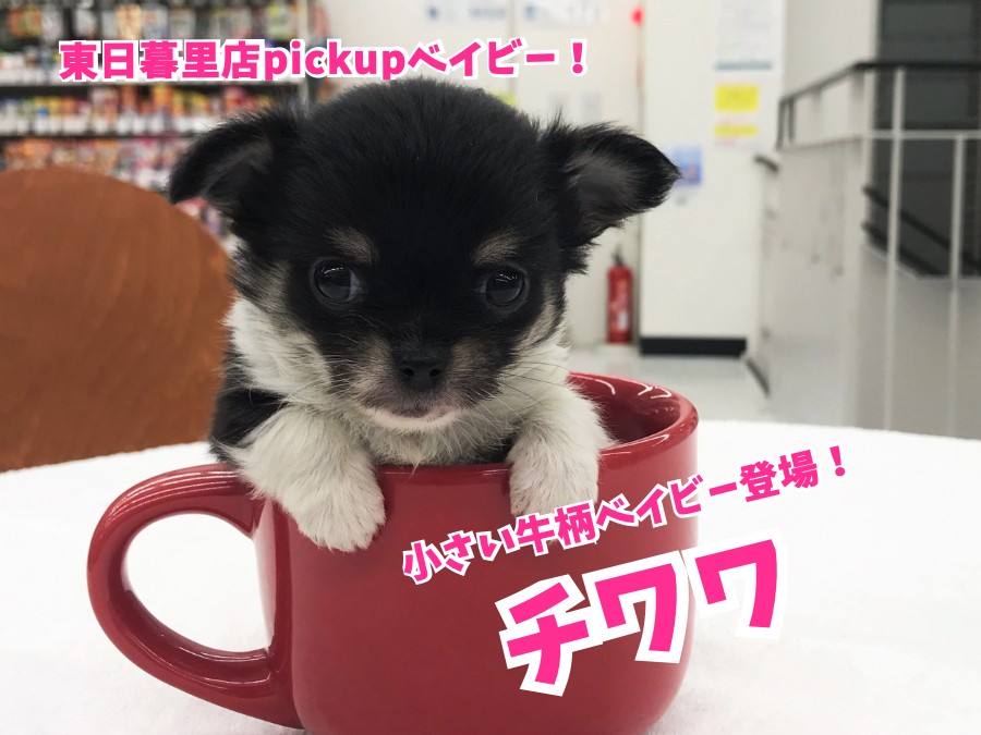 チワワ 】小さい牛柄ベイビー登場！ | マルワンBLOG | ペット