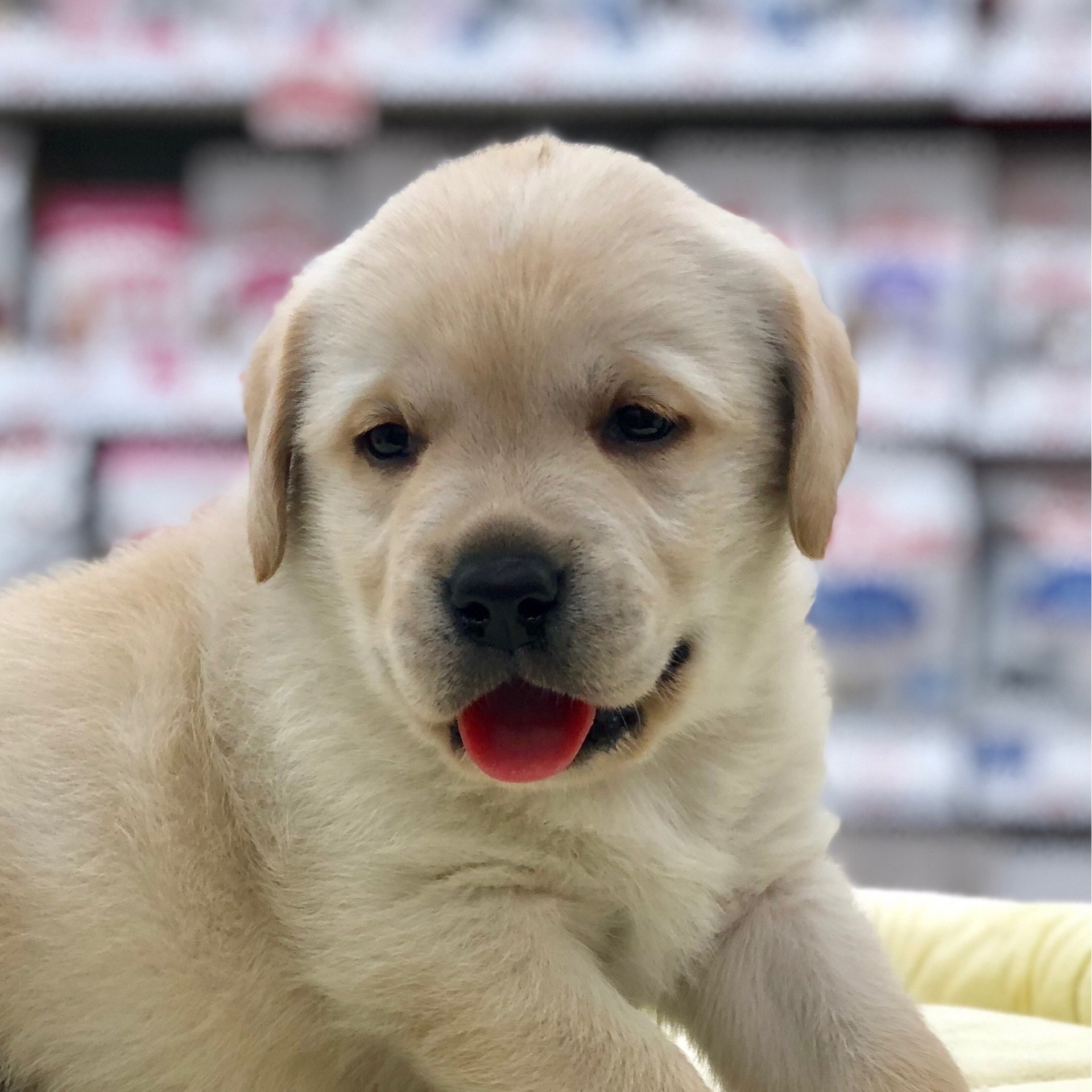 ラブラドールレトリバー | ペットショップ マルワン 小さめ子犬 美形な