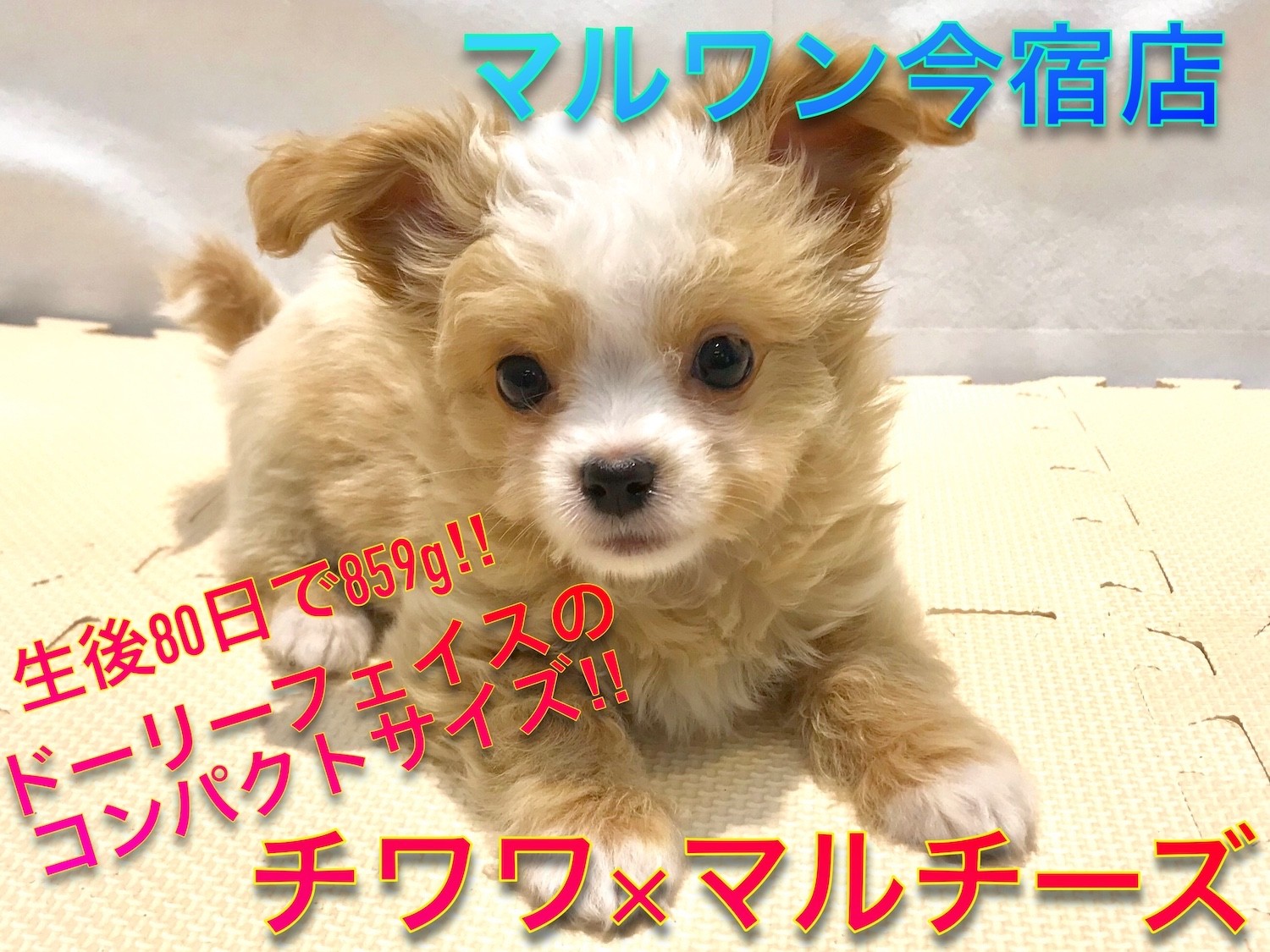 まるちわわんさま専用です マルワンのMIX（チワワ×マルチーズ）一覧 | ペットショップ マルワン