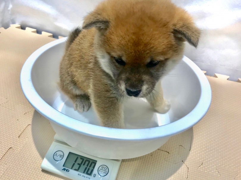 生後52日体重測定は1370g 成犬時は8,5kg前後を予想 | 柴犬 （120155） - 今宿店