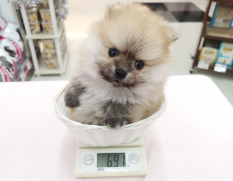 成犬時でも2kg程を予想 | ポメラニアン （412756） - 武蔵浦和店