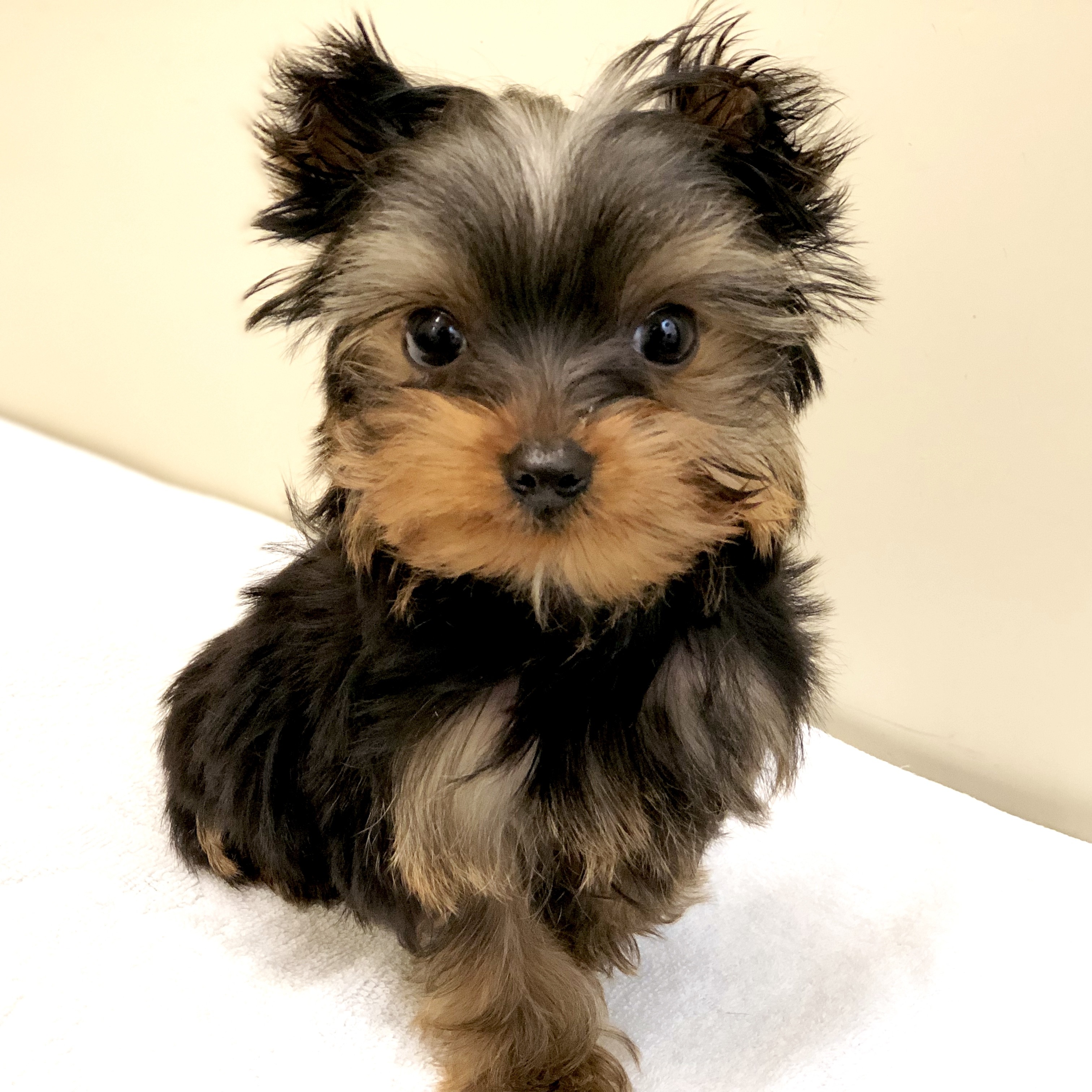 ヨークシャーテリア | ペットショップ マルワン 小さめ子犬 美形な子猫