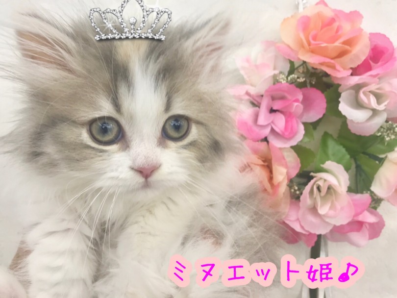 優雅な舞踏を意味する猫種 | ミヌエット （914431） - 志村坂下店