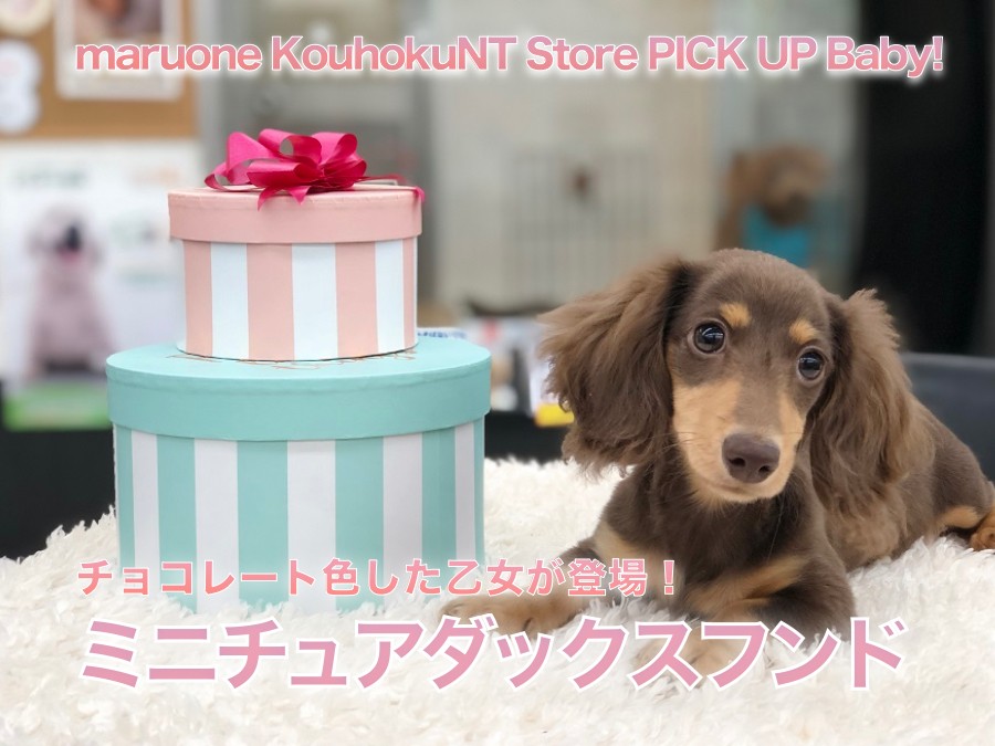 ミニチュアダックス 】チョコレート色した乙女が登場