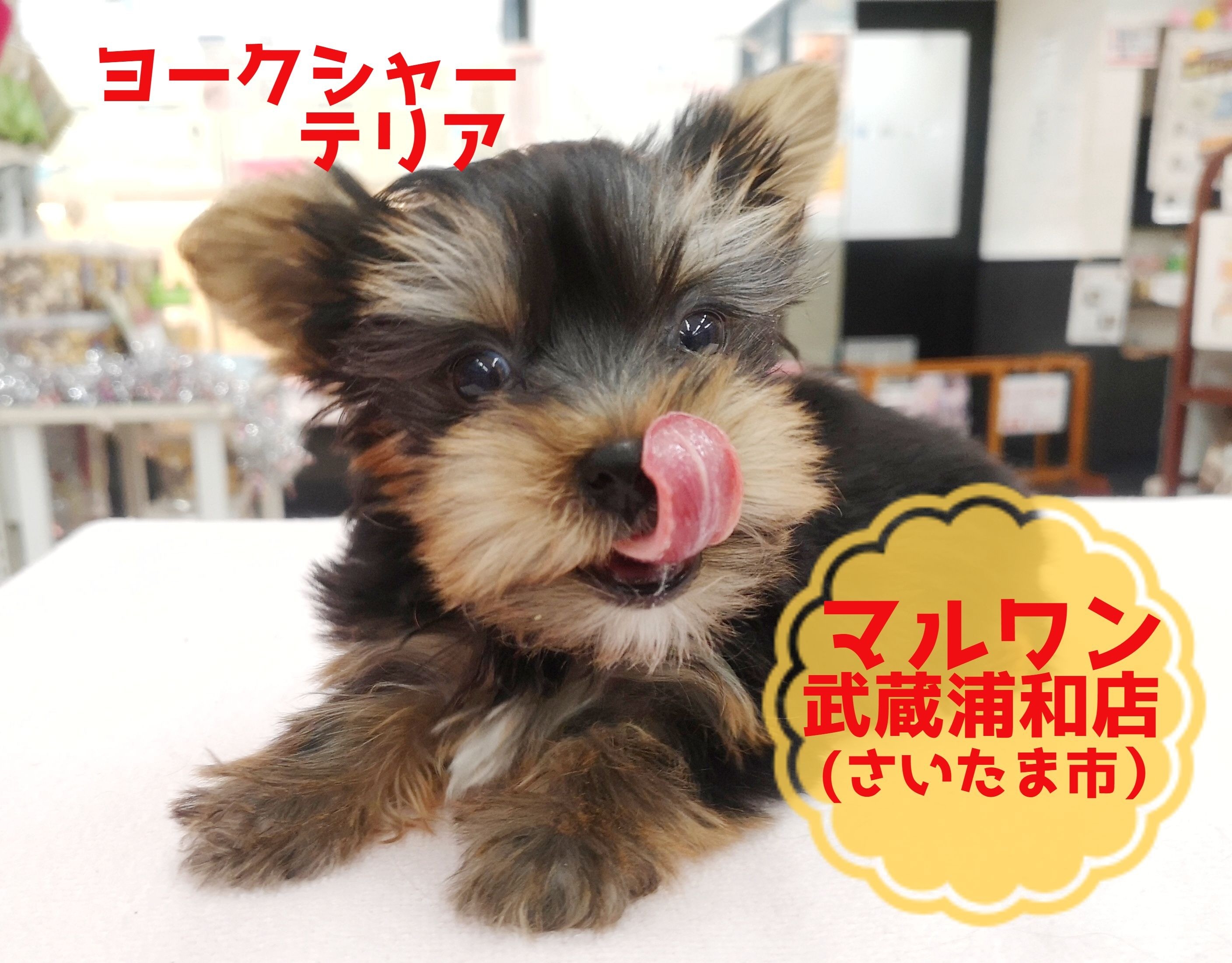 ケイコ　リヤドロ  犬　ヨークシャーテリア ヨークシャーテリア 】生後75日で700gの極小サイズ！！舌がペロ