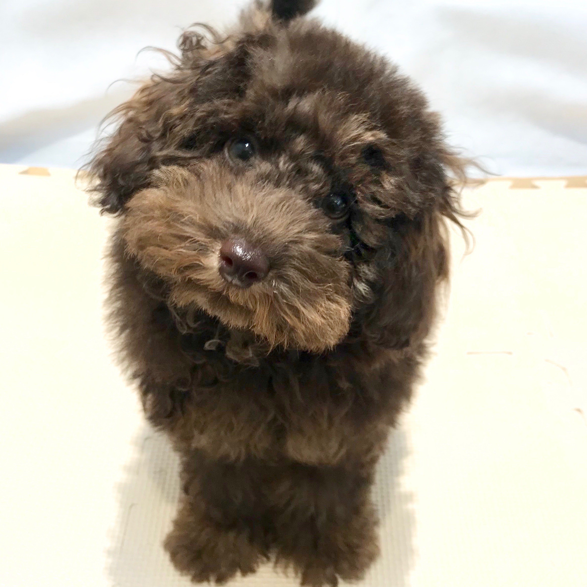 トイ・プードル | ペットショップ マルワン 小さめ子犬 美形な子猫