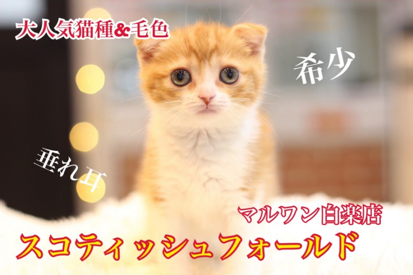 【 スコティッシュフォールド 】大人気猫種＆カラーのスペシャルキャットが登場！！