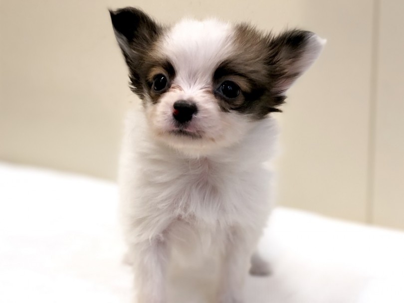 超極小 パピヨン 超が付くほど小さい マイクロパピヨンをご紹介 マルワンblog ペットショップ マルワン 小さめ子犬 美形な子猫 初心者安心のサポート