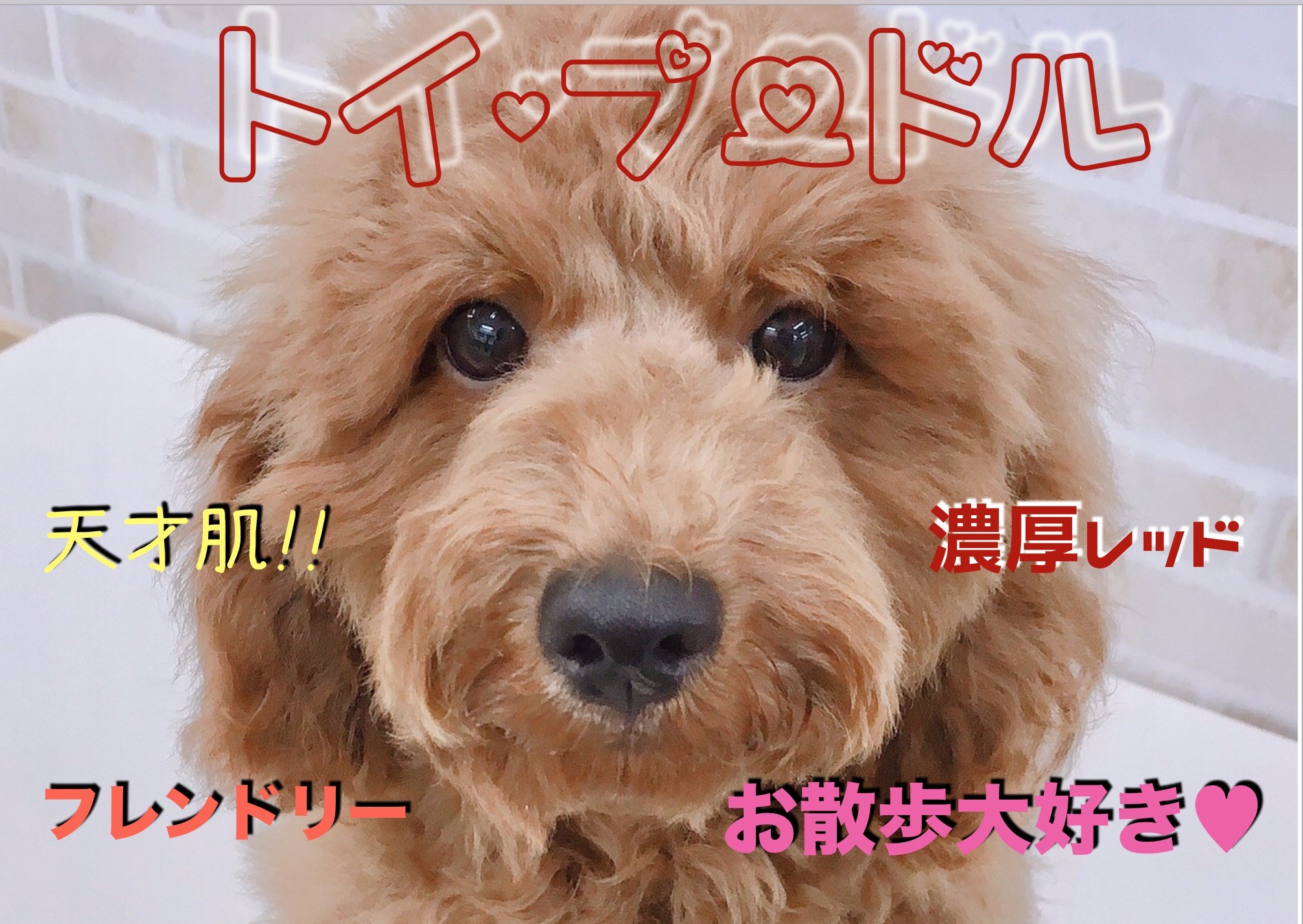 トイ プードル すごい毛量と濃厚レッドカラー アウドドアを楽しみたい方必見のお散歩大好きガール マルワンblog ペットショップ マルワン 小さめ子犬 美形な子猫 初心者安心のサポート