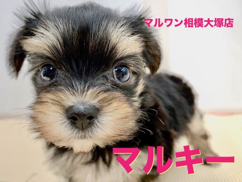 【 MIX マルキー 】マルチーズとヨークシャーテリアのMIX犬！平成最後のバレンタインデーに生まれた甘えん坊さん
