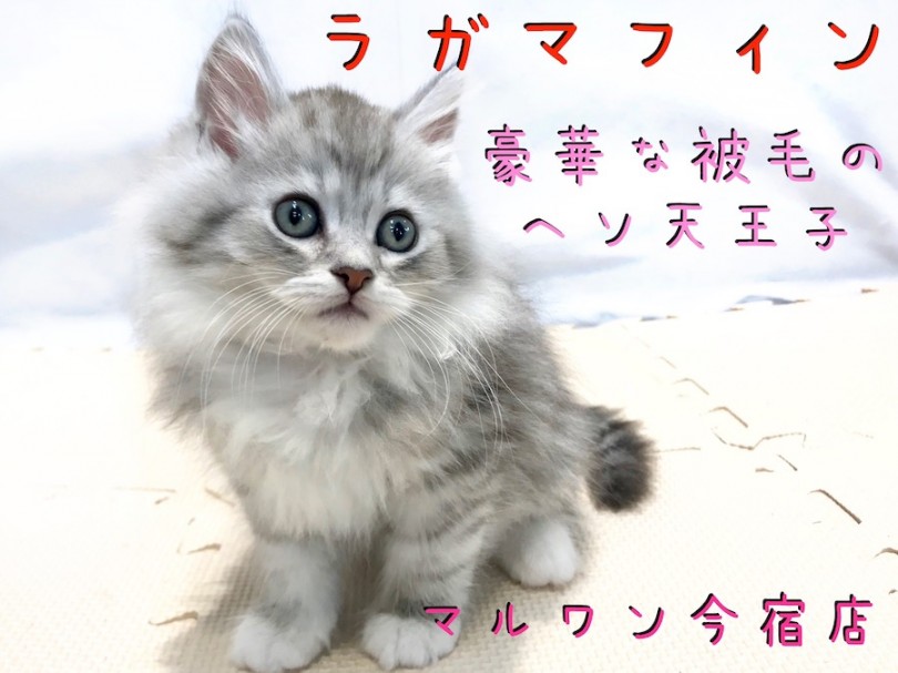 【 ラガマフィン 】初めての猫ちゃん生活におすすめ！豪華な被毛のヘソ天王子！