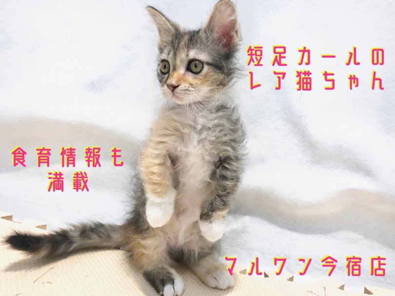 【 スクーカム 】超希少！短足カールのレア猫ちゃん！為になる食育情報も満載！