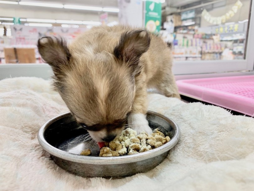 とっても食欲旺盛 | チワワ （814511） - 相模大塚店