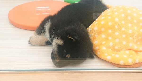 寝ている写真 | 柴犬 （512591）- 本羽田店