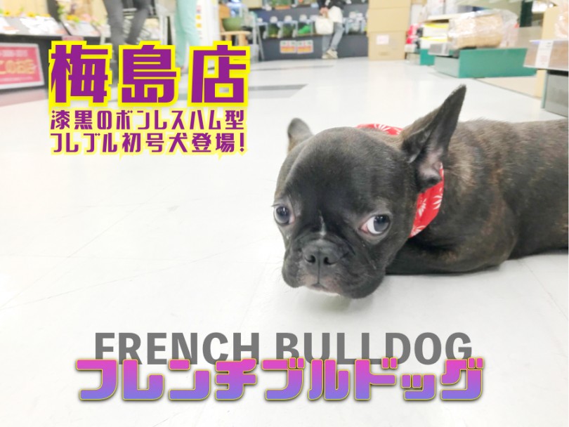 【 フレンチブルドッグ 】漆黒のボンレスハム型フレブル初号犬登場！