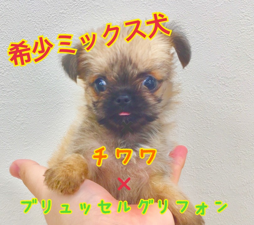 【 MIX 】超希少犬種ミックス犬！入店速報！